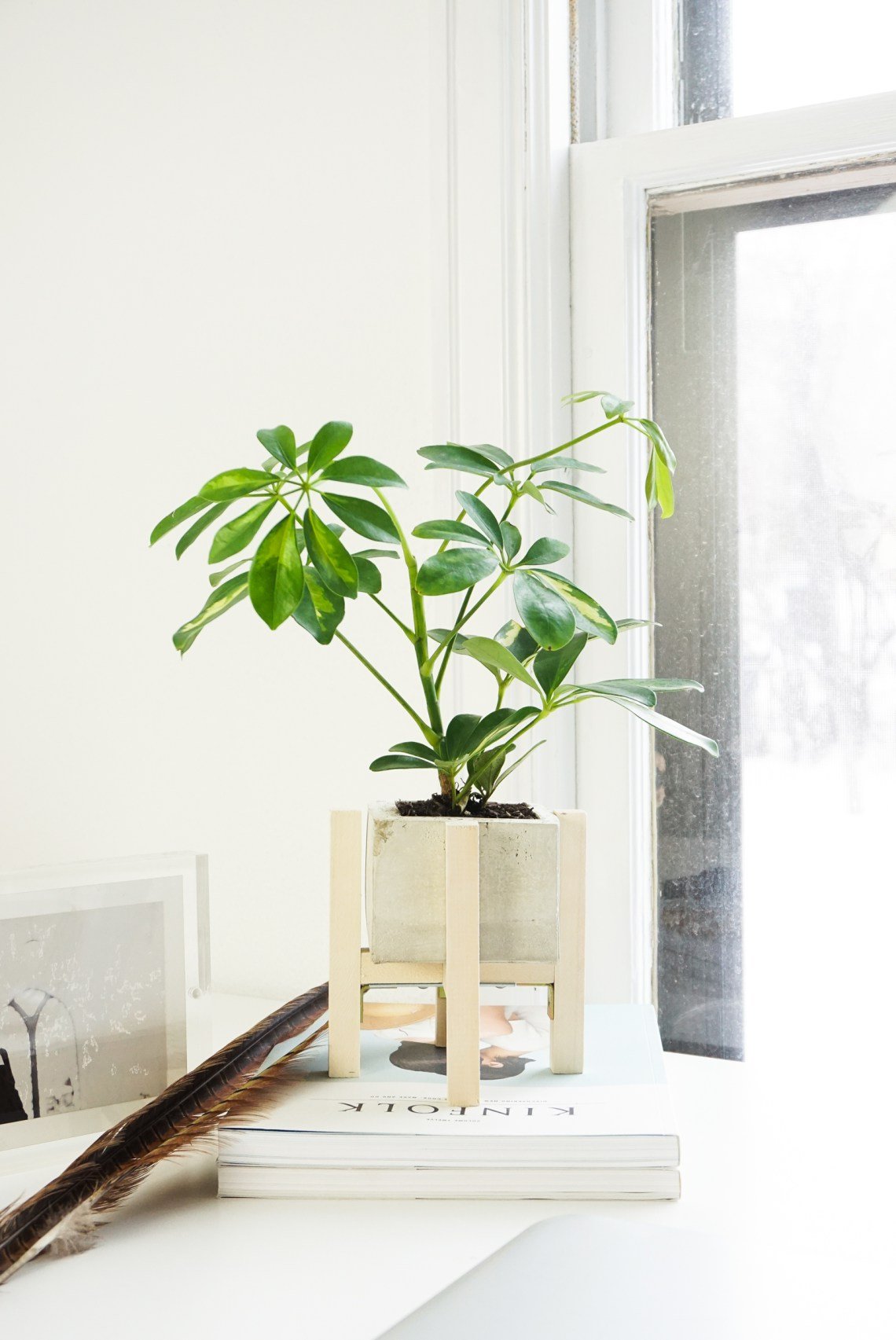 DIY Concrete Wood Plant Stand