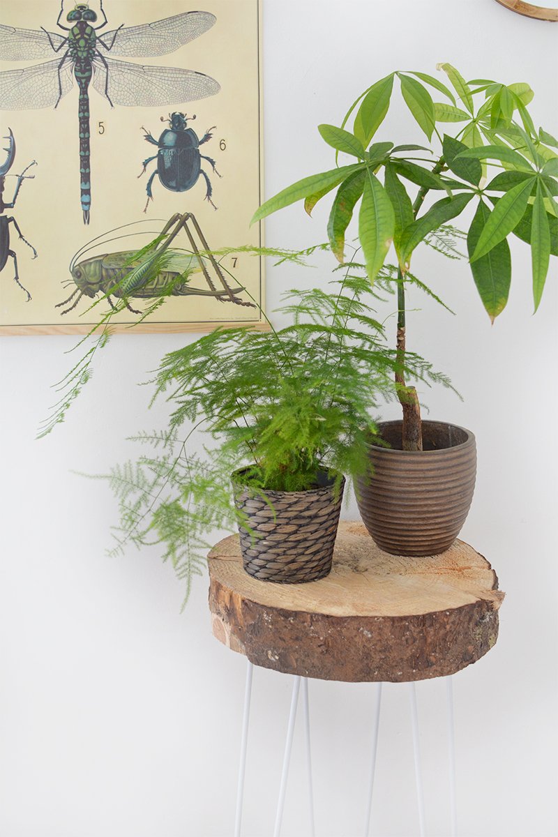 DIY Wood Slice Plant Stand