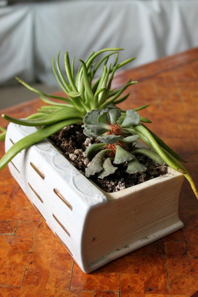 Succulent Garden Book