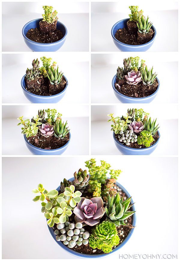 Mini Succulent Garden
