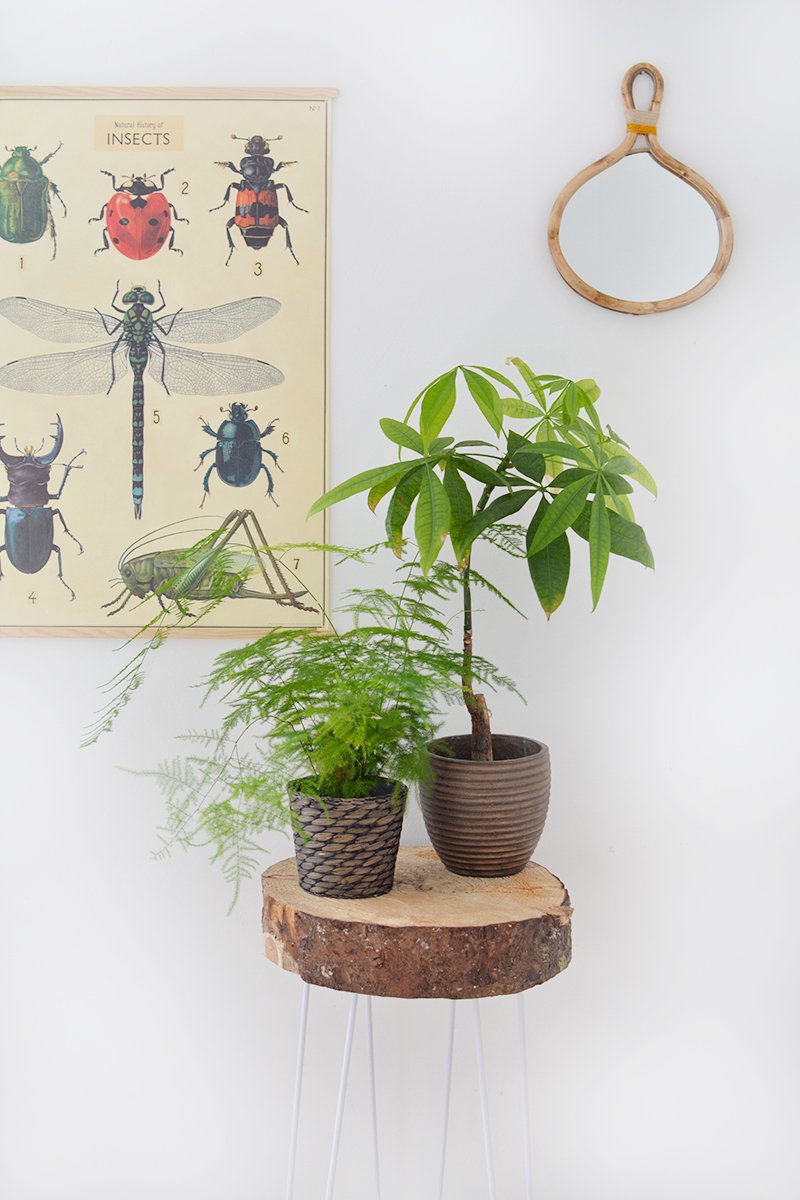DIY Plant Stand