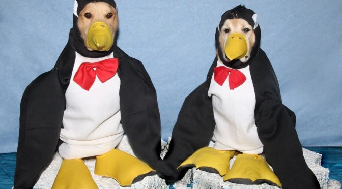 Penguins Halloween Costume For Dogs With Tutorial