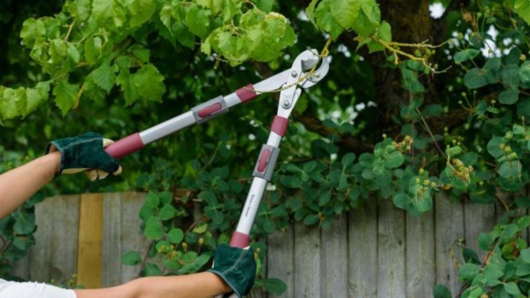 All You Need to Know About Pruning to Make Your Garden Look Exquisite