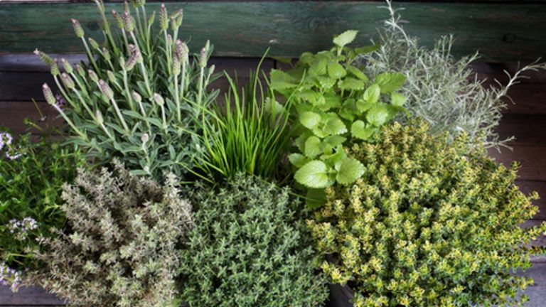 How to Start An Herb Garden