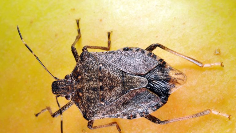 How to Keep Stink Bugs away from Your Home