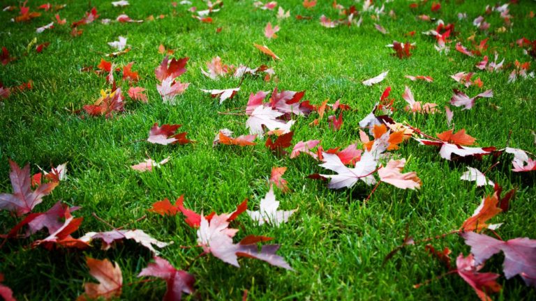 How to Prepare Your Lawn for The Long Cold Winter