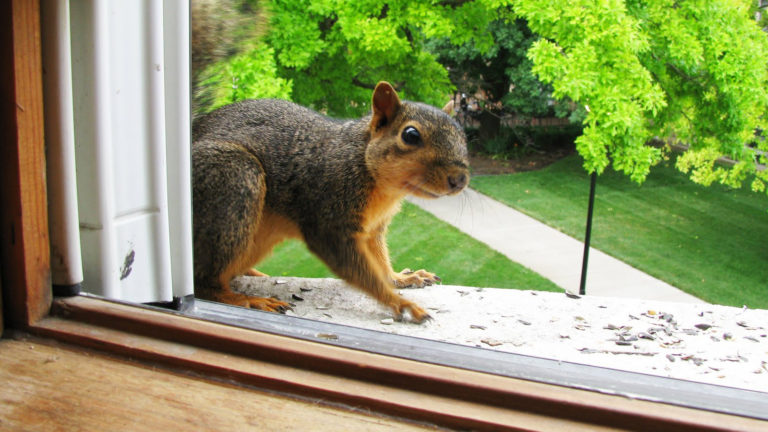 Are you making your home too welcoming to squirrels?