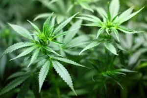 How Marijuana Has Revolutionized The Medical Industry