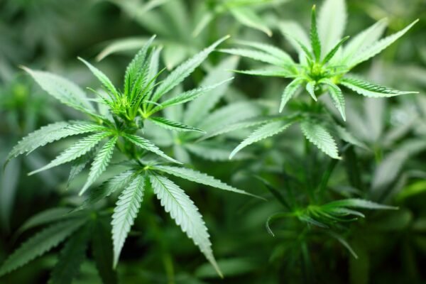How Marijuana Has Revolutionized The Medical Industry