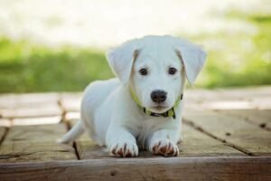 CBD Oil For Dogs: Surprising Benefits and Much More
