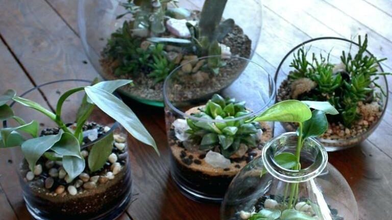 How Often Do You Water Succulents in a Terrarium?