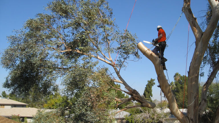 Why Tree Removal is Required for Construction?