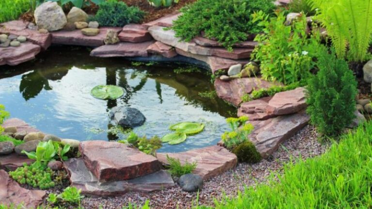 The Top 5 Things You Can Do to Your Pond