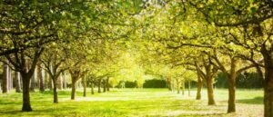 What Trees Increase Property Value?