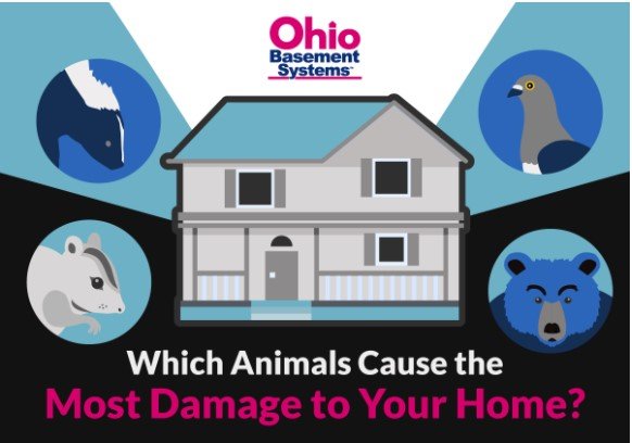 8 Notorious Pests and Wild Animals that Can Damage Your Home