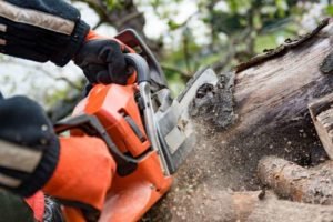What are the Unique Features that a Tree Service Provides? Here are 5 Amazing Traits!