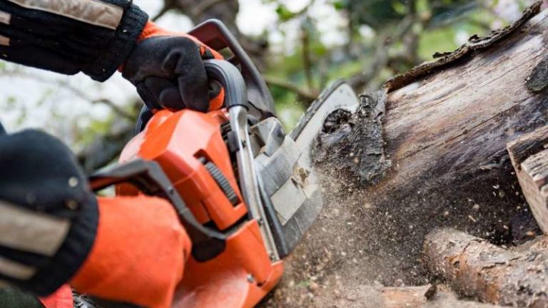 What are the Unique Features that a Tree Service Provides? Here are 5 Amazing Traits!