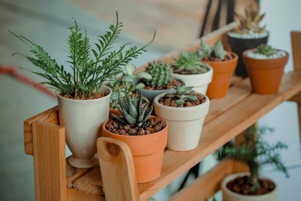 Pruning Basics: When and How to Trim Plants